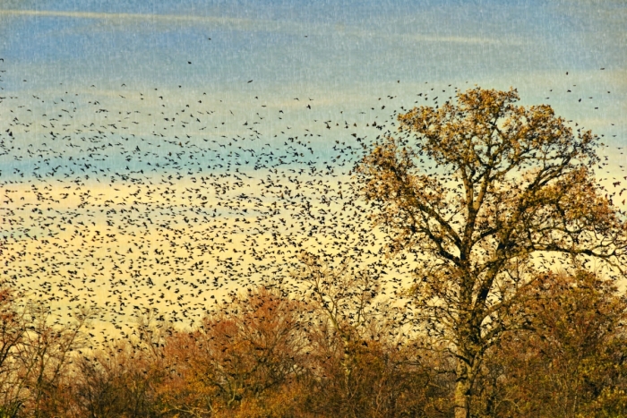 Autumn's Blackbirds