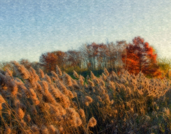 Amid Foxtails on an Autumn Afternoon