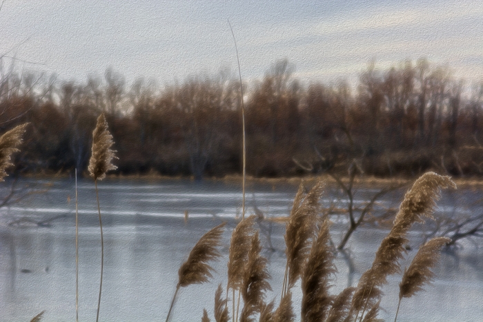 Foxtails near an Icy River