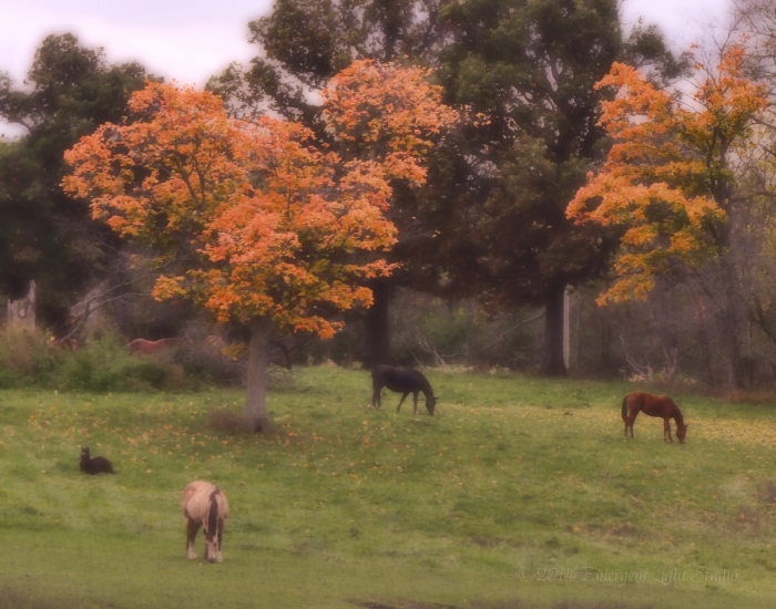 Autumn's Horses