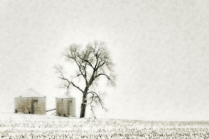 In a snowy prairie field