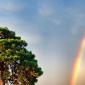 Rainbow and Tree