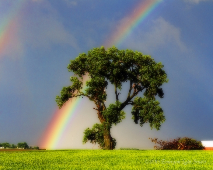Tree and Rainbow