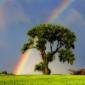 Tree and Rainbow