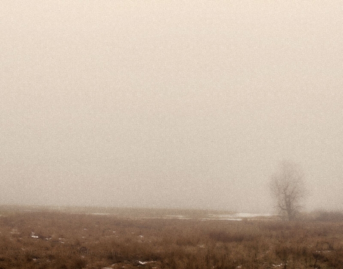 Winter Fog on a Prairie Field