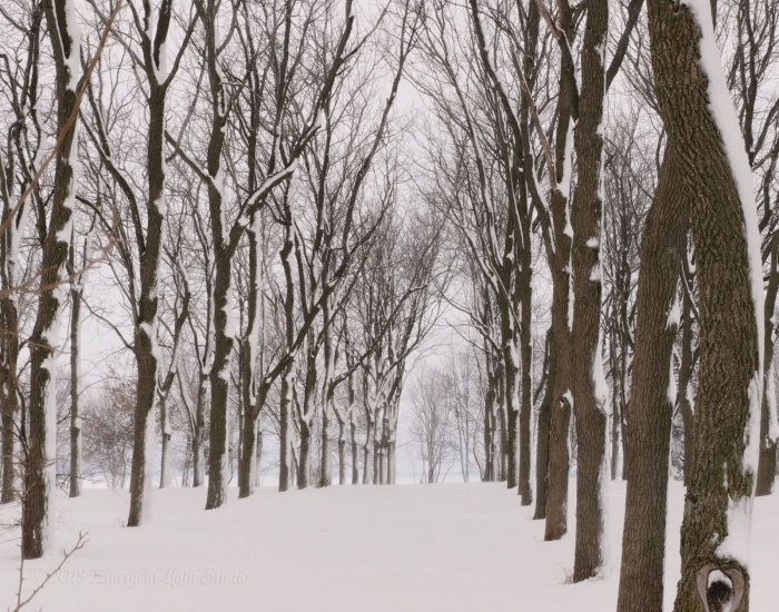 Winter in an Open Woodland