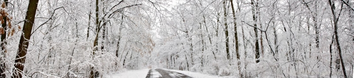 Winter Woodland Road Panorama