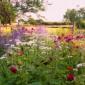 Country Flower Patch