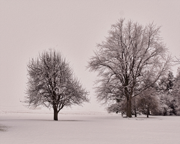 Prairie Trees after Snowfall