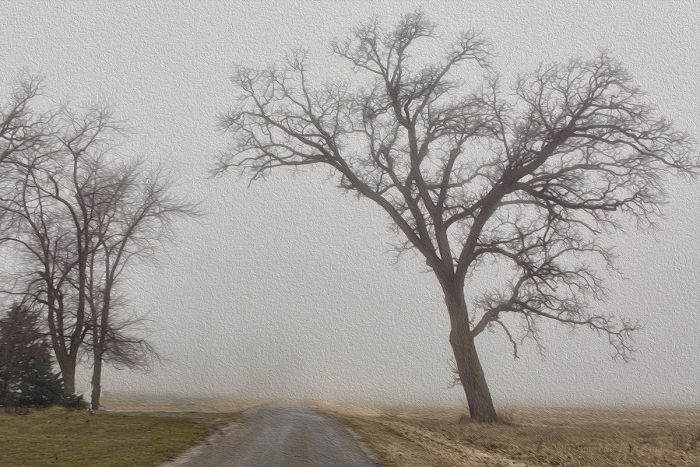 Country Road in Winter Fog