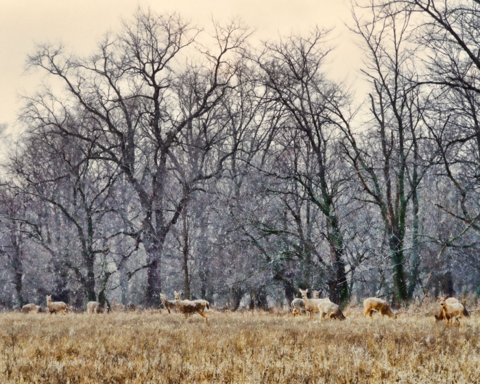 Deer Herd in a Snow Squall
