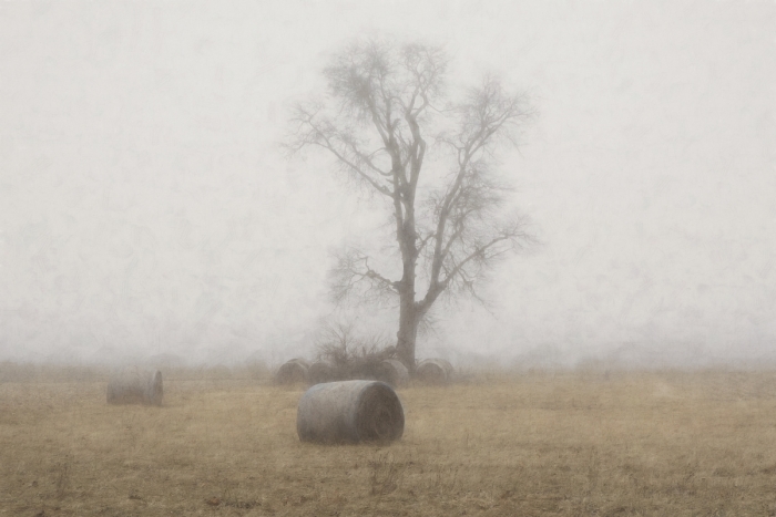Farm Field in Winter Fog