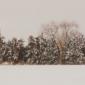 Prairie Winter Trees