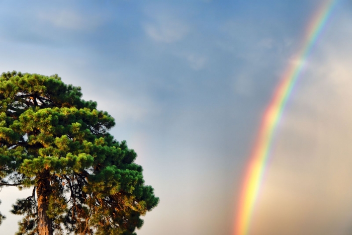 Rainbow and Tree