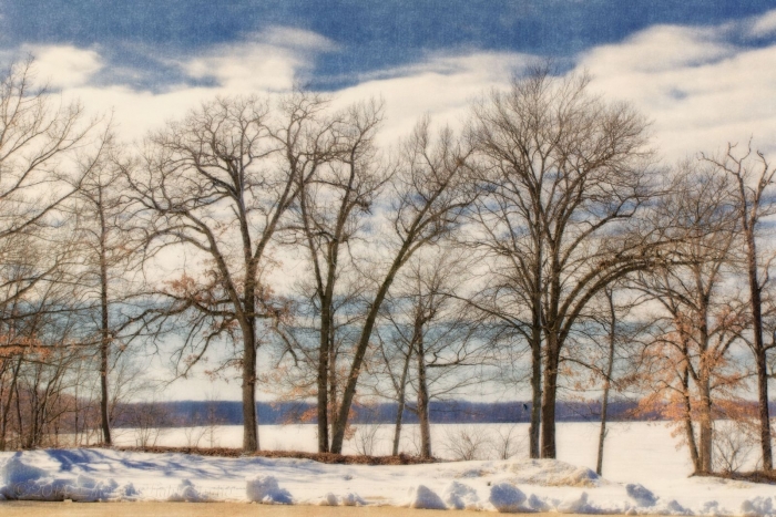 Shoreline Trees in Winter
