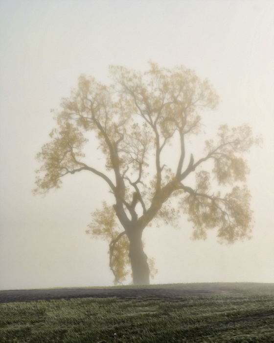 Prairie Tree in November Morning Fog