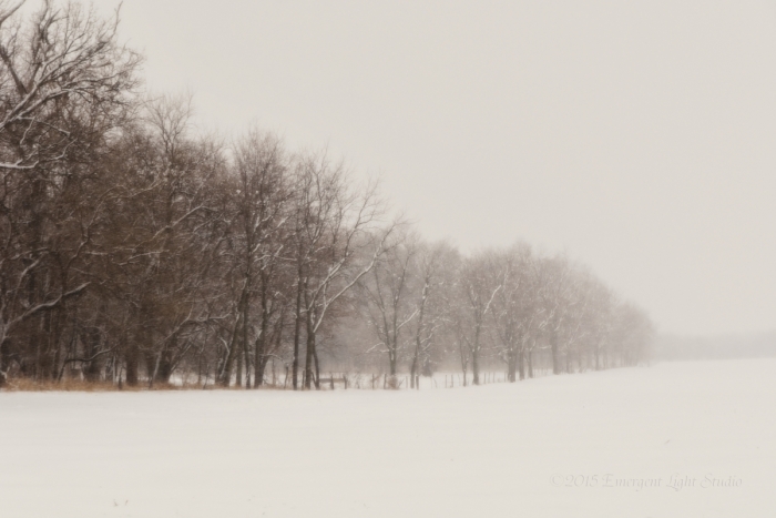 Tree Line in Prairie Snow Storm
