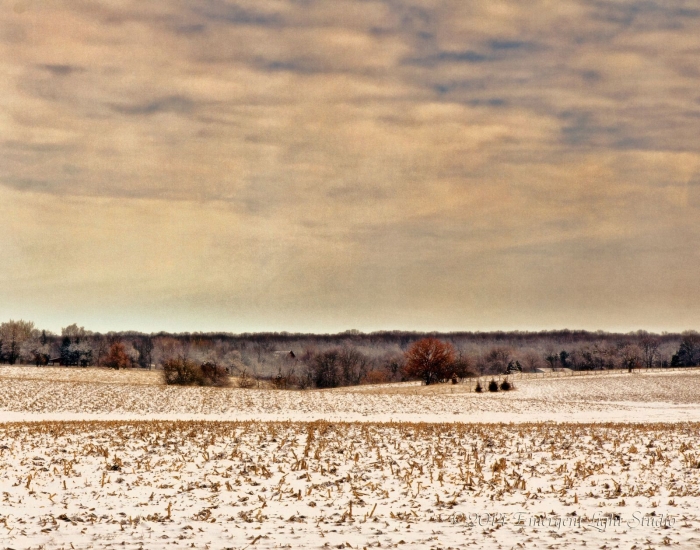 Cold is the woodland beyond the prairie field