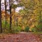 Prairie Woodland Path in Autumn