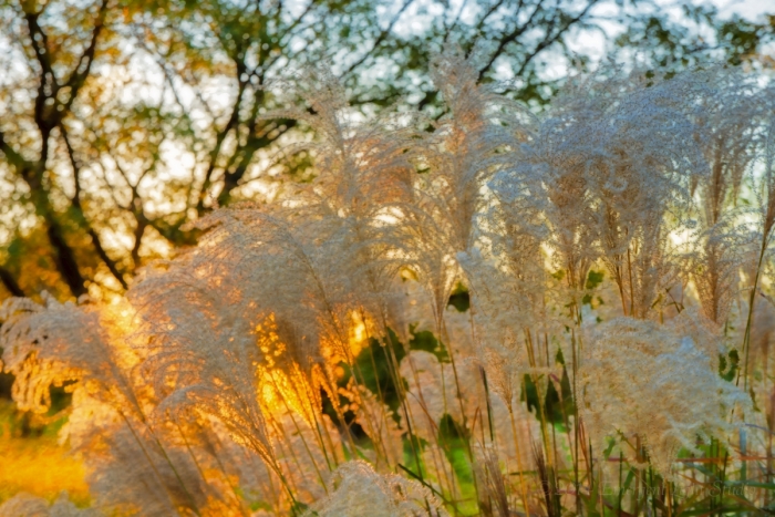 Autumn's Prairie Grass in Sunset Light