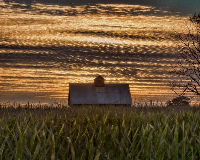 Corn Field and Crib at Sunset