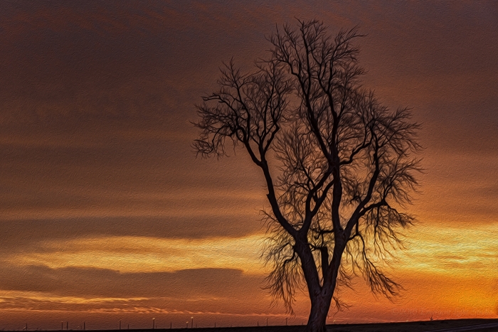 Old Prairie Tree in the Prairie Sunset