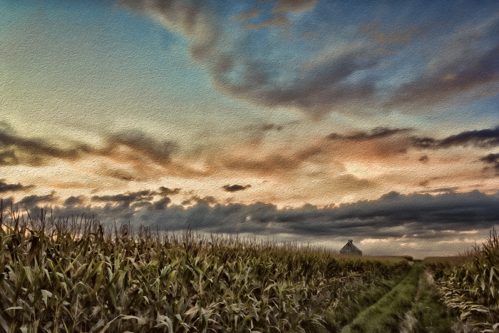 Prairie Corn Field under a Fall Sky