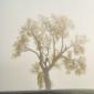 Prairie Tree in November Morning Fog